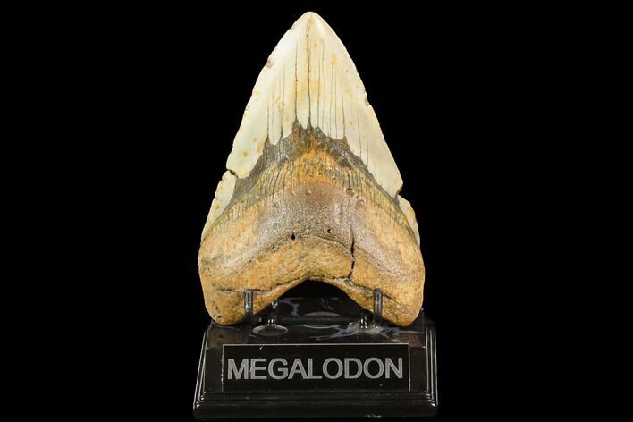 Fossil Megalodon Tooth - North Carolina #124331